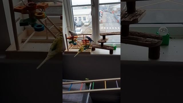 Windowsill foraging смотреть онлайн