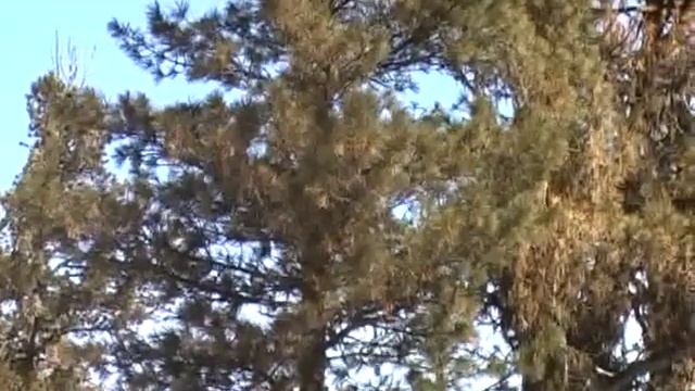 Тяжелый снег Китой Кинского хребта смотреть онлайн