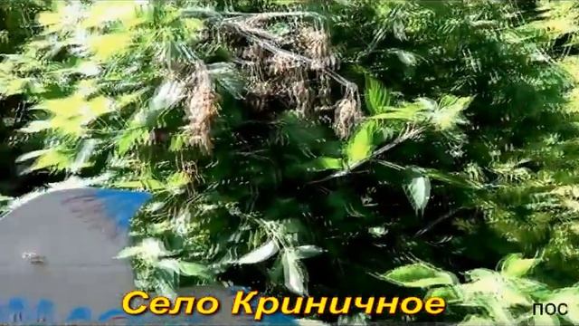 Воронежская сказка из села Криничное. смотреть онлайн