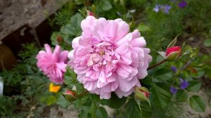 Роза Кристофер Марлоу ,осенняя посадка 2019 года .