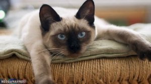 Чем Опасны Сиамские Кошки? За что НЕ любят Сиамских и Тайских Кошек? ¤ НЕОБЫЧАЙНОЕ