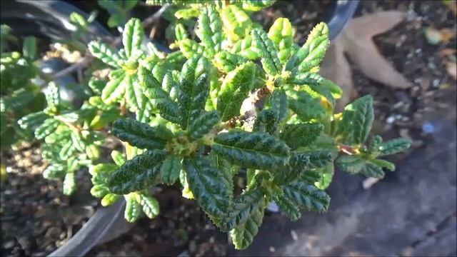 Ceanothus 'Dark Star' - 13 Weeks Of CA Natives смотреть онлайн