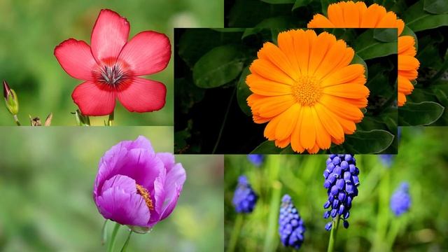 Изучаем цвета. Тест для детей