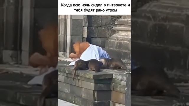 Когда утром рано разбудили. смотреть онлайн