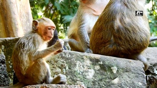 RELEASE STRESS 100% | GREAT TIME FOR BABY IN AMBER TROOP, JAYDEN- DUSTIN-DAX PLAY TOGETHER SO HAPPY смотреть онлайн