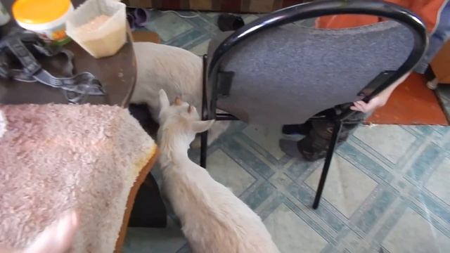 маленький петя\назвали козлят\муж с рыбалки смотреть онлайн