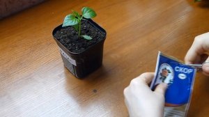 Скор: Средство для лечения растений