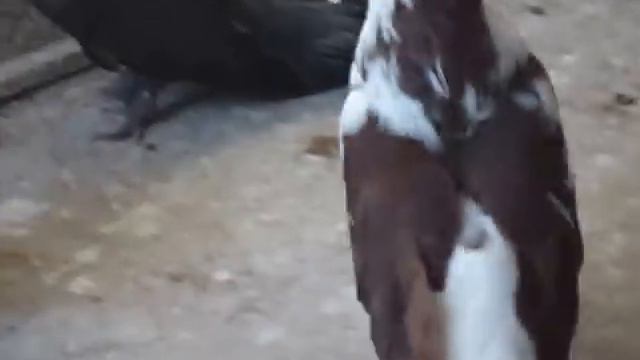 Мои голуби Алексей Ткаченко Самара июнь 2013г.