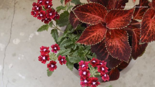 #6 Мой балконный сад в июнеㅣ5 растений для начинающих садоводов смотреть онлайн