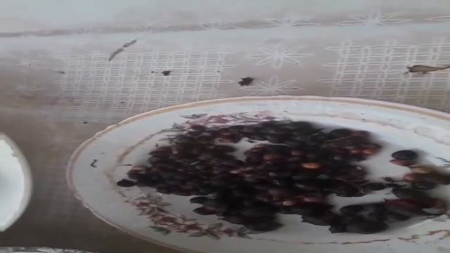 Гладиолус -точный срок посадки деток. Создаем семенной фонд. смотреть онлайн