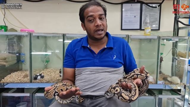 Ball Pythons at Karnataka Aquarium смотреть онлайн