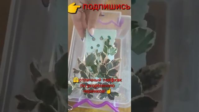 ?%укоренение любых цветов (лайфхак)?☝️ смотреть онлайн