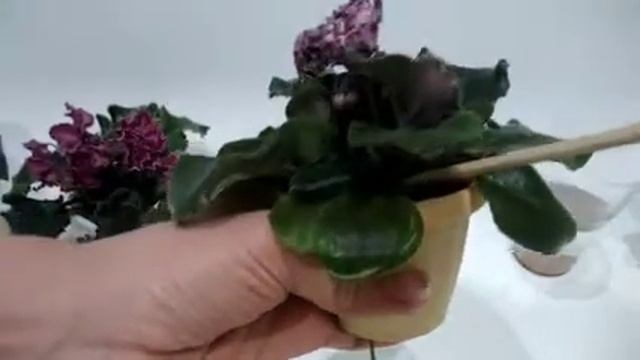 Пасынки на фиалках (сенполиях). Отделяем пасынки для размножения☘️Paceniks on violets (saintpaulias смотреть онлайн