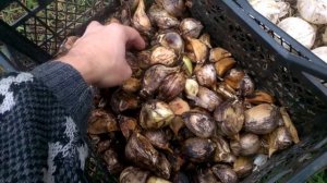 Рокамболь и Лук Суворова или Анзур не Путайте их !!