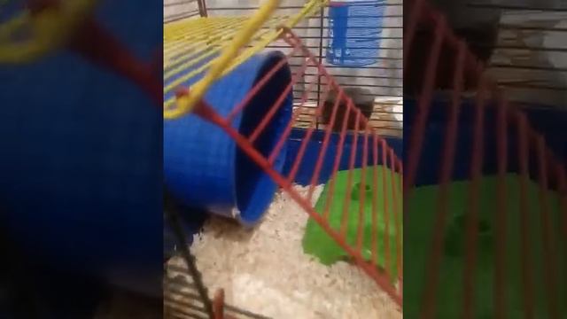 моя хомячиха Кекся богатая на дома!😎👍👍 И очень хочет мужа!💑💏💞 смотреть онлайн