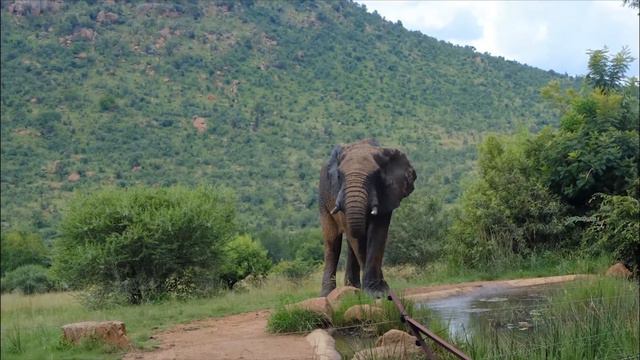 Самые разумные животные в мире смотреть онлайн