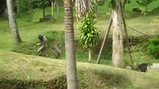 Паукообразные Обезьянки смотреть онлайн