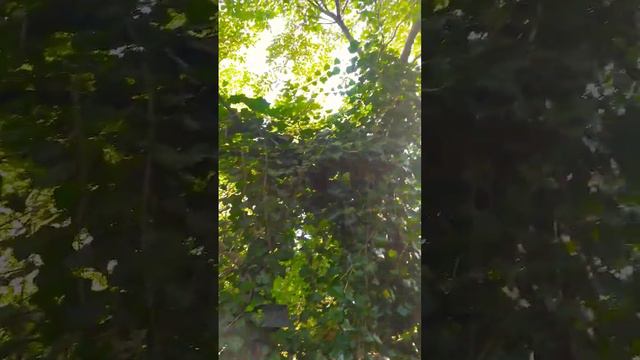Плющ смотреть онлайн
