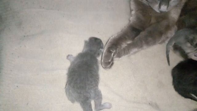 Котятам-3 дня! смотреть онлайн