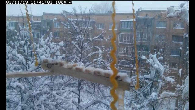 Трансляция кормушки для синичек / Live birds feeder смотреть онлайн