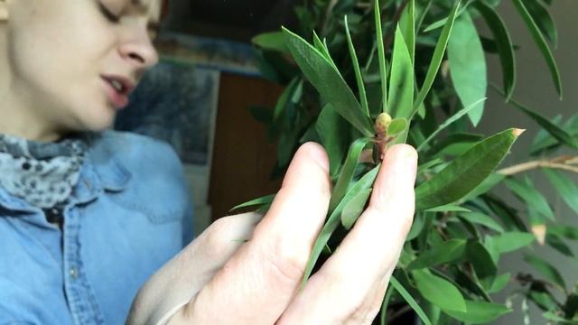 Зимнее цветение Лимонного Каллистемона (Callistemon Citrinus)