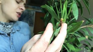 Зимнее цветение Лимонного Каллистемона (Callistemon Citrinus)