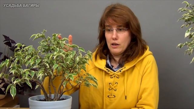 Можно ли обрезать фикусы Бенджамина зимой? смотреть онлайн