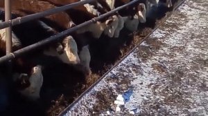 Быки на откорме. Быки Герефорды. Быки самые большие. Быки и коровы.