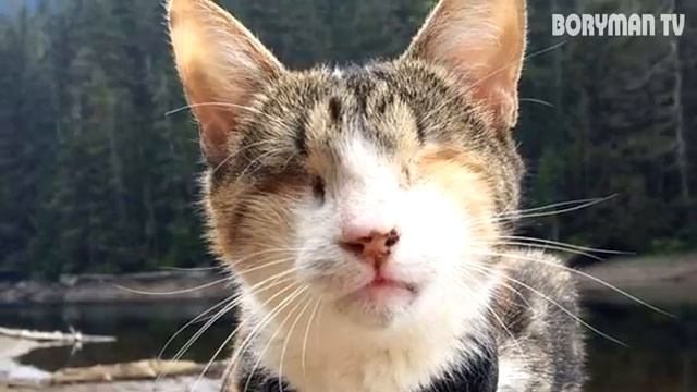 ИСТОРИЯ ЭТОЙ ЧЕРЕПАХИ ТРОГАЕТ ДО СЛЕЗ! смотреть онлайн