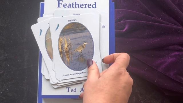 Feathered Omens: Messenger Birds from the Spirit World -Book & Oracle - Ted Andrews смотреть онлайн
