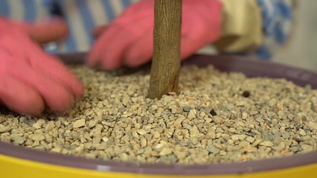 Этот лимон сможет вырастить каждый смотреть онлайн