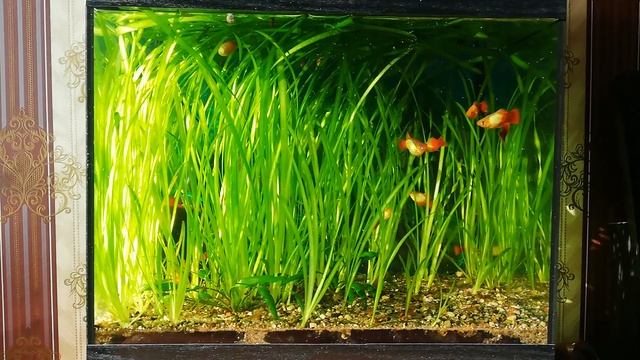 Валлиснерия. Солнечный свет. 4 апреля 2023г. смотреть онлайн