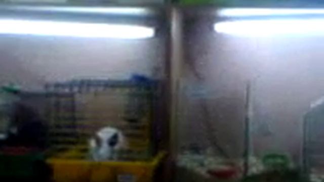 Кролик в зоомагазине смотреть онлайн