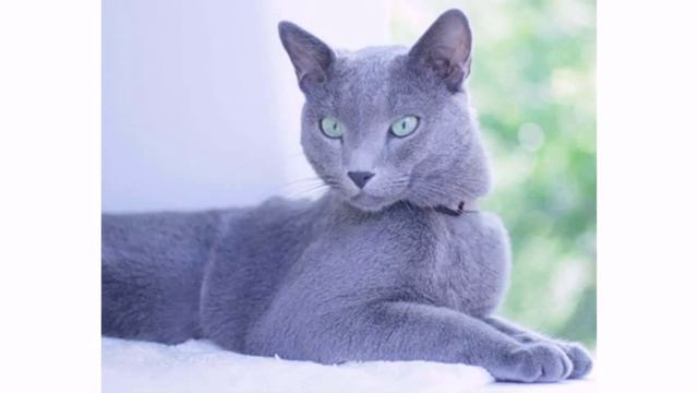 Голубой кот blue Cat смотреть онлайн