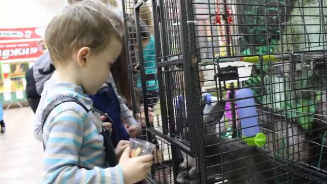 Экскурсия в зоопарк маленький. смотреть онлайн