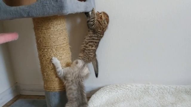 Папа кот мама кошка и дети котята Сборник видео про котят скоттиш фолд и скоттиш страйт смотреть онлайн