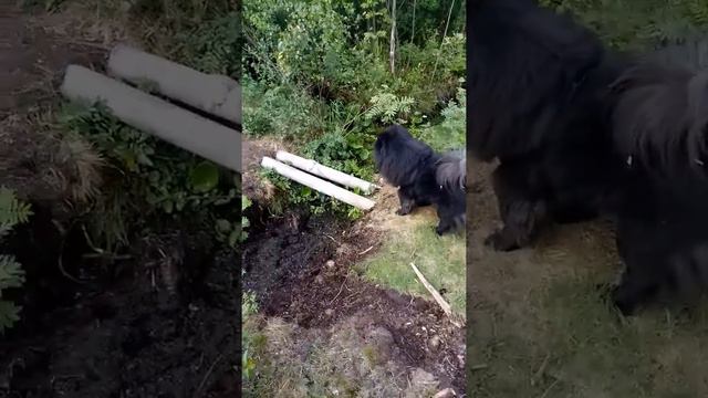 чау-чау женя людоед （джей）прыгает . смотреть онлайн
