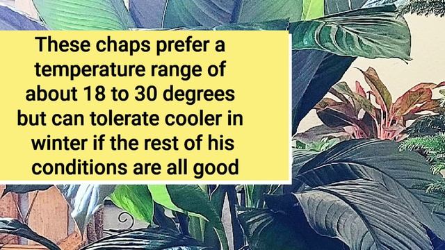 Spathiphyllum Sensation || Spathiphyllum care guide смотреть онлайн