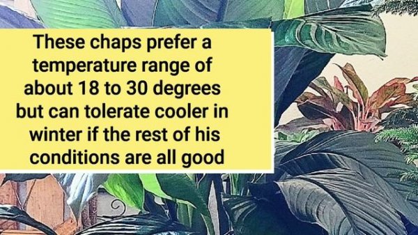 Spathiphyllum Sensation || Spathiphyllum care guide