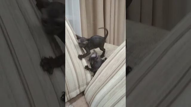 Котята петерболда смотреть онлайн