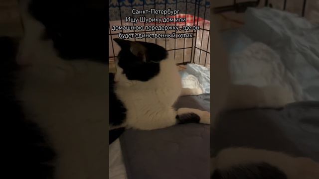 Шурик с диагнозом ЛЕЙКОЗ - жизнь в клетке смотреть онлайн
