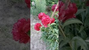 Пион Ред Шарм