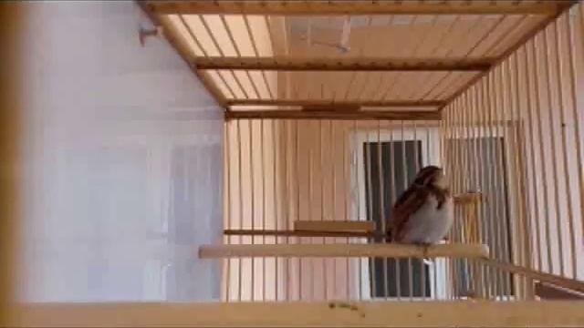 Овсянка ремез. (Emberiza rustica) смотреть онлайн