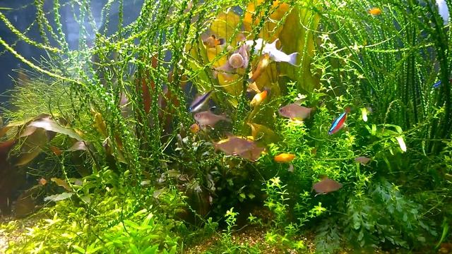 Орнатусы,пеилии,неоны ,молли едят таблетку. смотреть онлайн