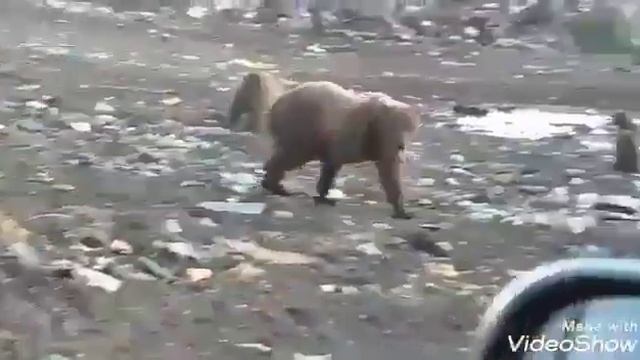 Медведи на свалке, Камчатка смотреть онлайн