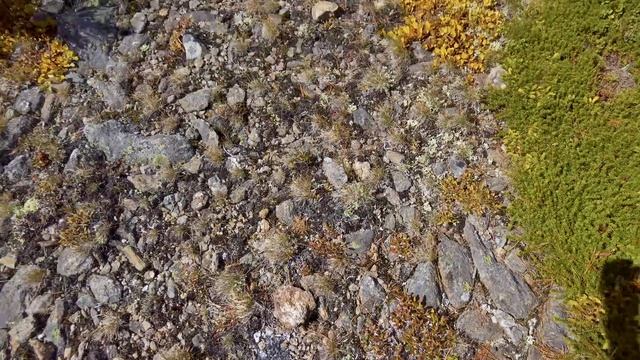 Вышел на новый маршрут | Ем чернику из совка | Осиновский Голец | 7 озёр Хамар-Дабана | День 1 смотреть онлайн