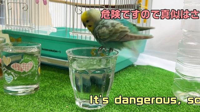 本気を出して泳いだら やっぱりスゴかったインコ смотреть онлайн