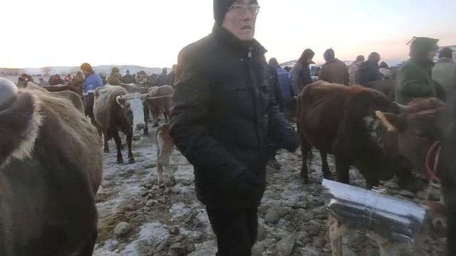 Жалал-Абад мал базарын көрүп алыныздар. смотреть онлайн