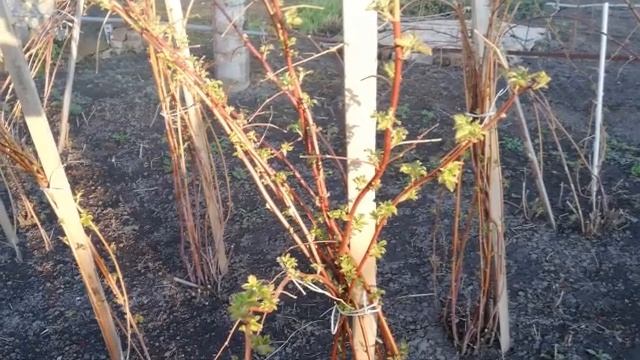 МАЛИНА.УХОД ЗА МАЛИНОЙ ВЕСНОЙ. ВЕСЕННЯЯ ПОДКОРМКА И ОБРАБОТКА МАЛИНЫ.МАЛИНА БУДЕТ КРУПНОЙ. смотреть онлайн