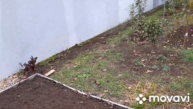 10-11 ноября. Два года. Посадили чеснок и лук. Теневая сварена.